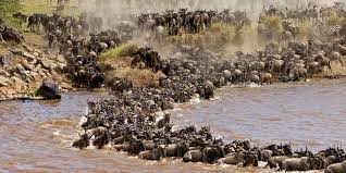 Masai Mara