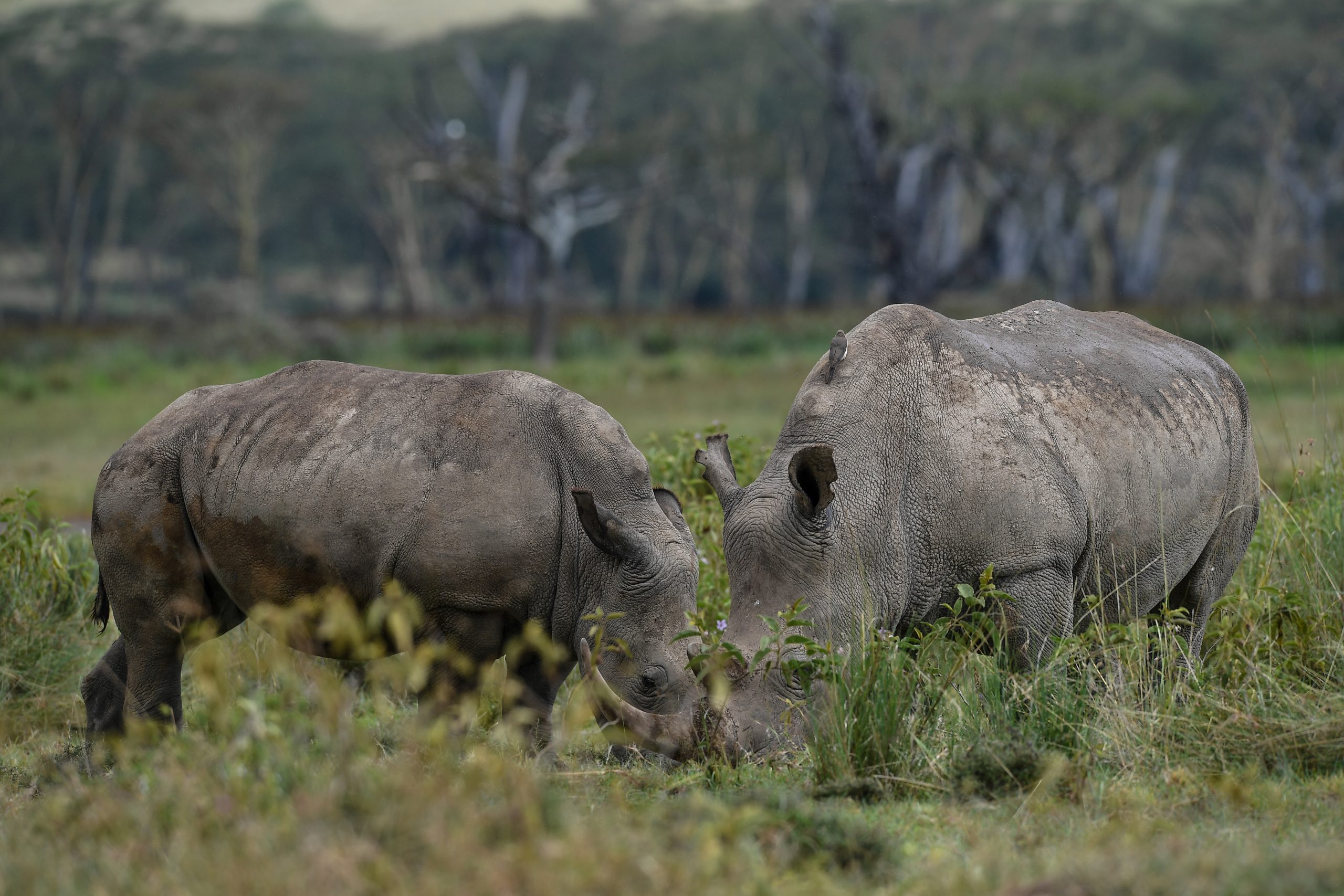 lake Nakuru National park