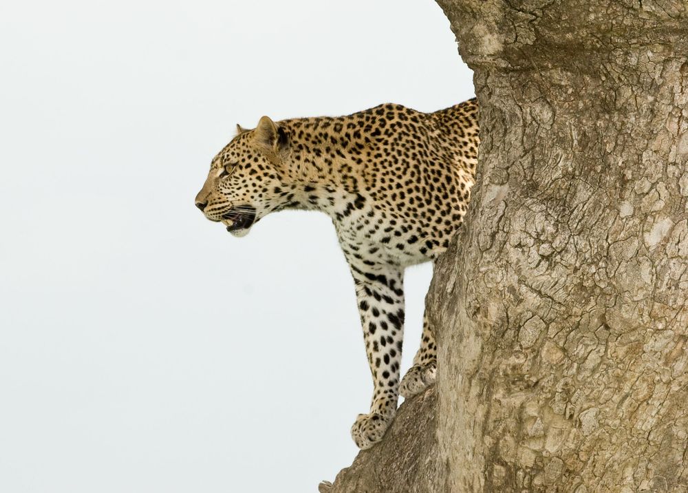 Serengeti National Park Safari