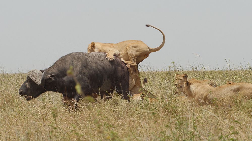 Serengeti National Park Safari