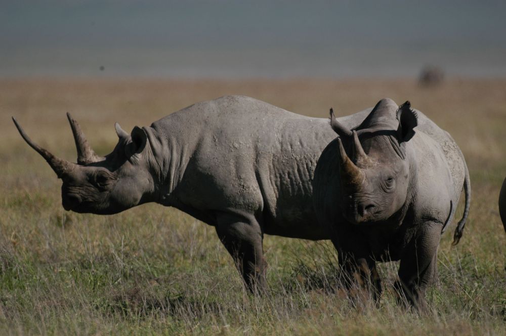 Tanzania