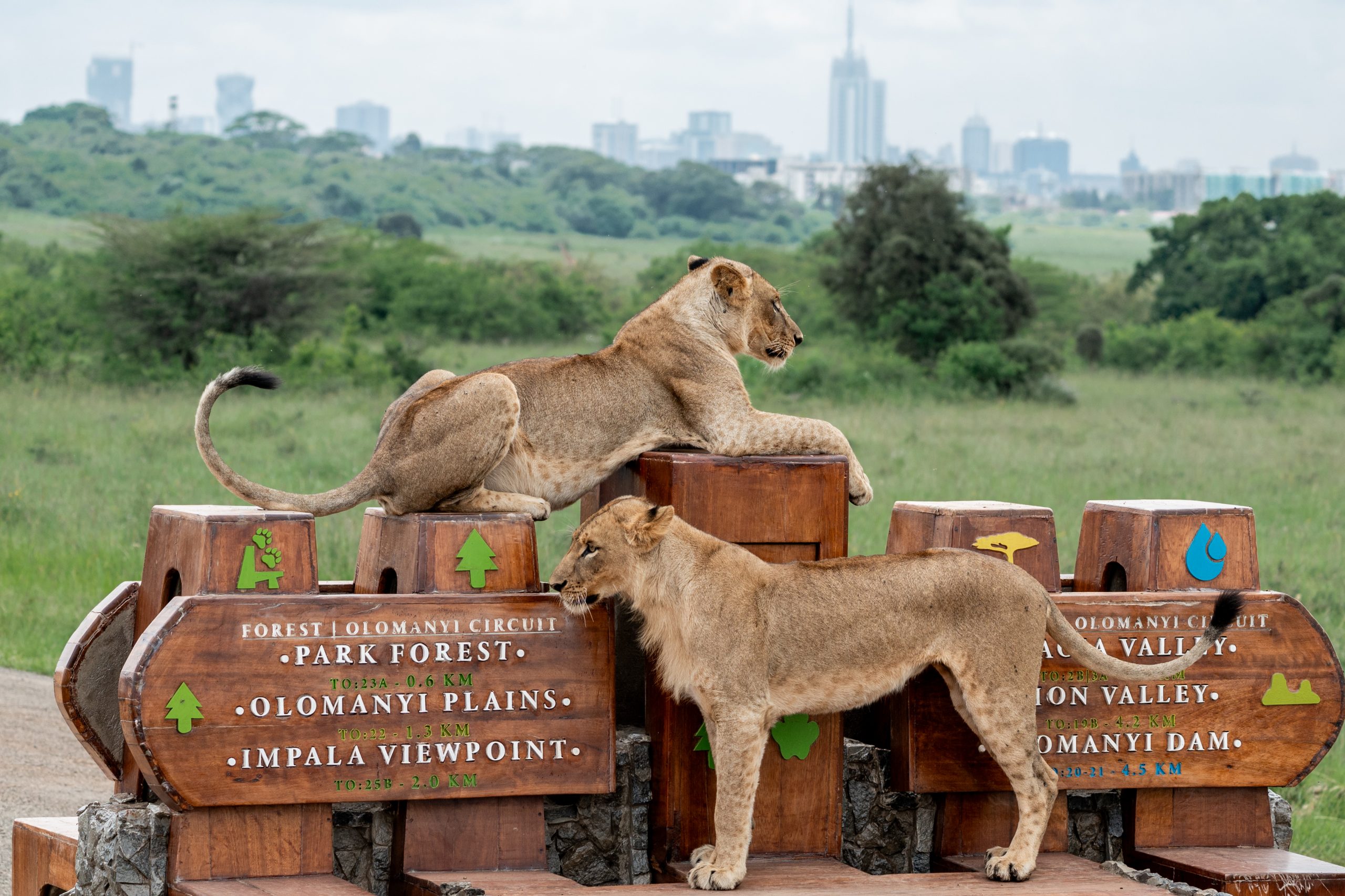 Nairobi National park group joining