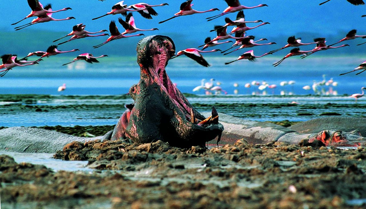 Lake Nakuru Day Trip from Nakuru