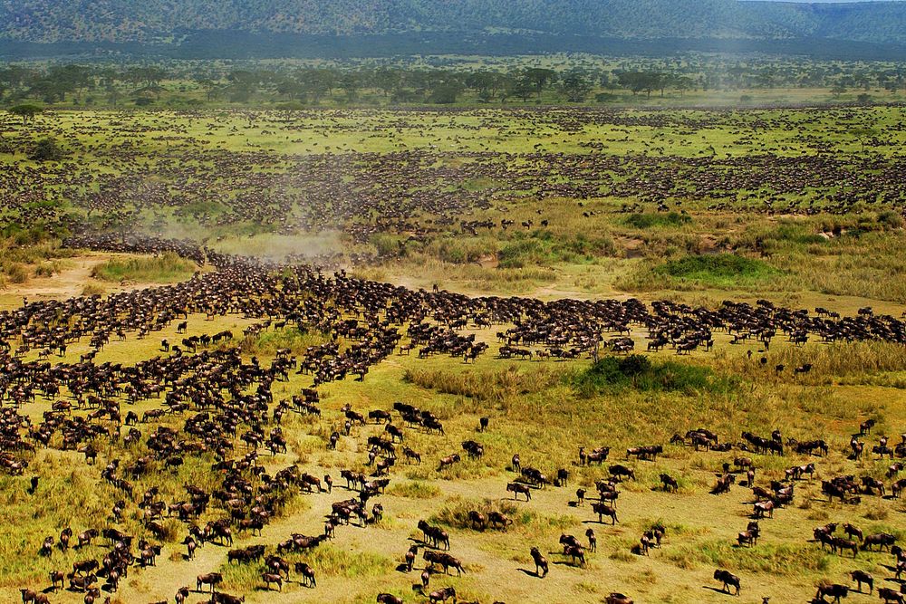 3 DAYS TANZANIA BUDGET SAFARI