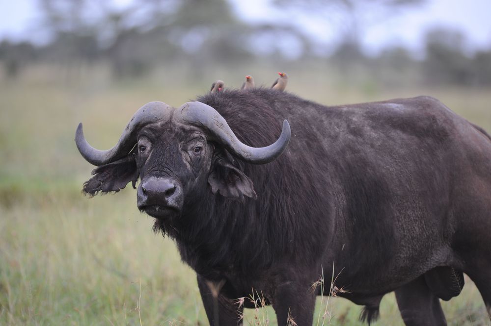 4 DAYS TANZANIA BUDGET SAFARI